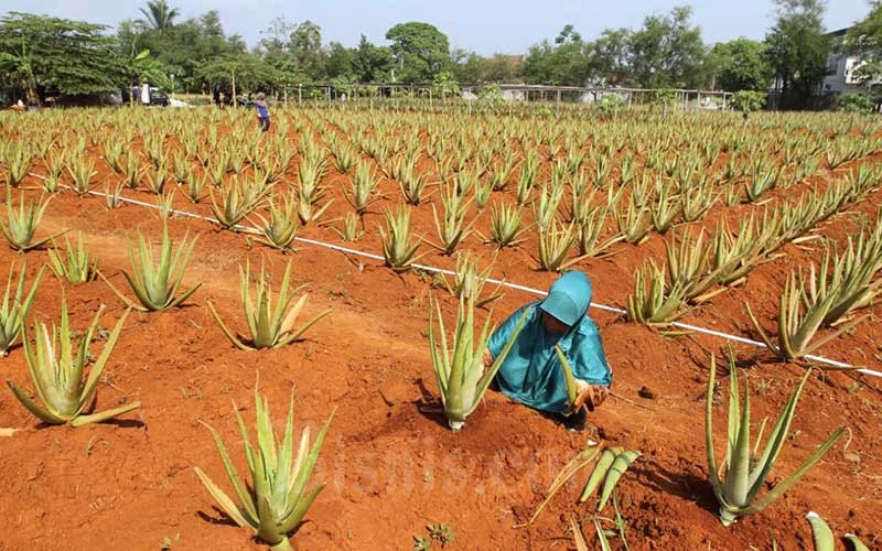 Hilirisasi Lidah Buaya Tingkatkan Kesejahteraan Petani