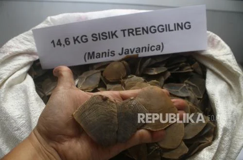 Kasus Penyelundungan 796 Kg Sisik Trenggiling, WN Vietnam Diserahkan ke Kejari Cilegon