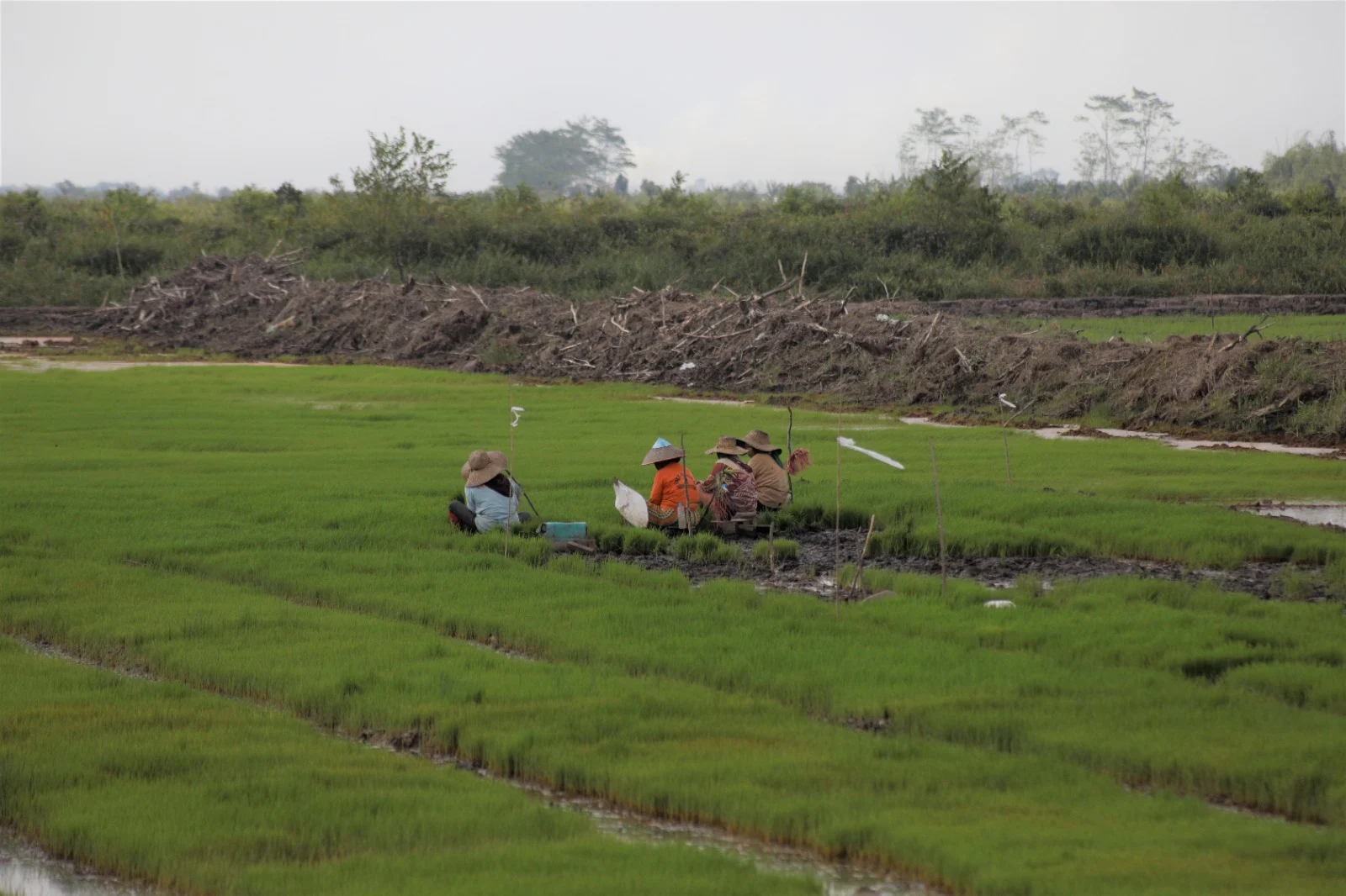 Kementan Umumkan Program Cetak Sawah di Kalimantan 2026 Terealisasi 100 Persen