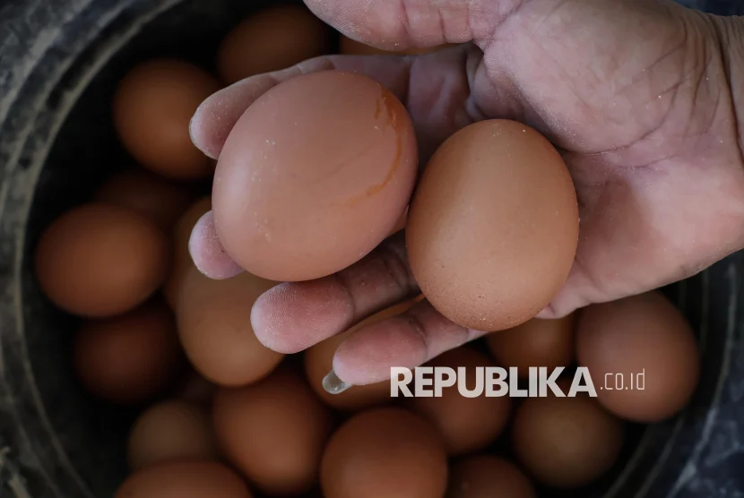 Kepala Bapanas Bahas Upaya Stabilitas Harga Telur bersama Peternak