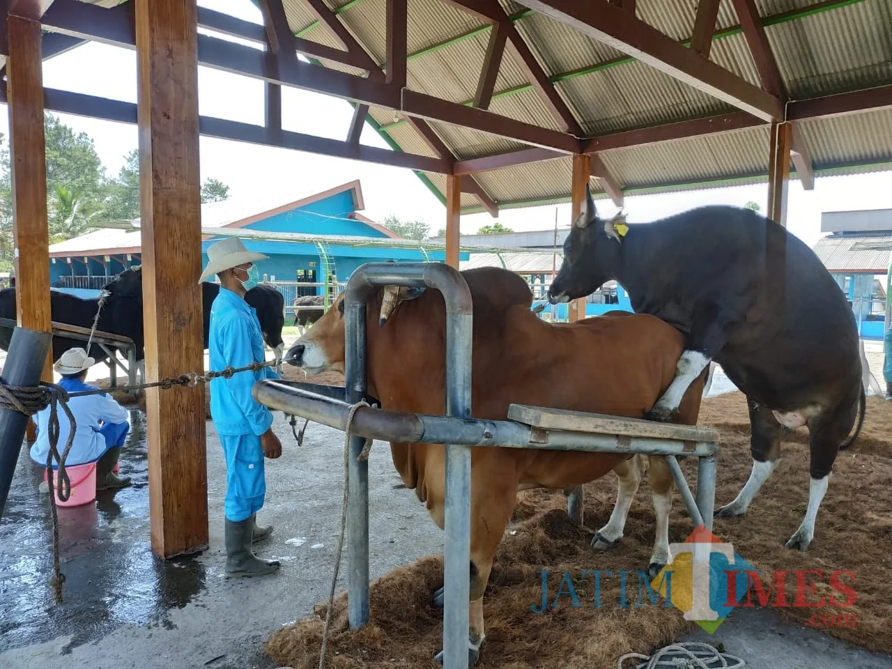 Khofifah Harap Semen Beku BBIB Singosari Percepat Swasembada Daging