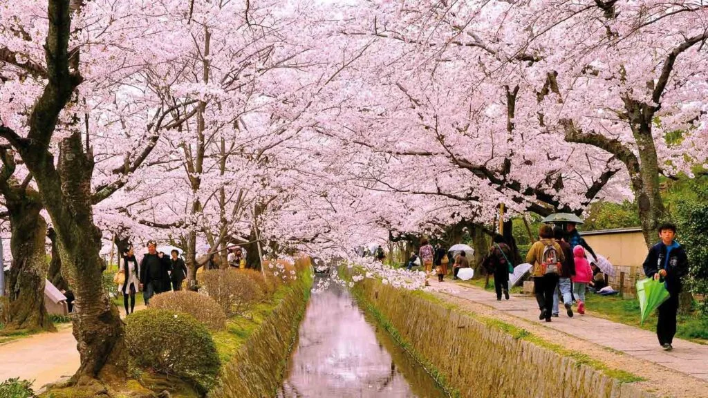 Kuil Torin di Kyoto Ajak Pengunjung Nikmati Keindahan Bunga Stewartia yang Jatuh