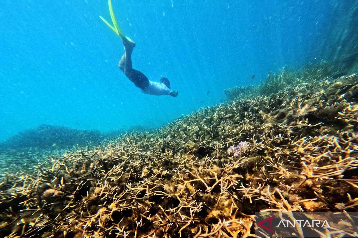 Menikmati Keindahan Terumbu Karang dan Hutan Mangrove di Berau, Kalimantan Timur