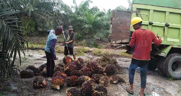 Mentan Amran Murka! 300 Perusahaan Tak Kunjung Naikkan Harga TBS Sawit, Pemerintah Akan Periksa