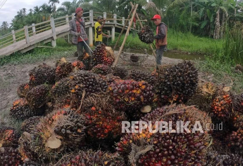 Menteri Pertanian Tegaskan Tak Ragu Tindak Pabrik Kelapa Sawit yang Turunkan Harga TBS