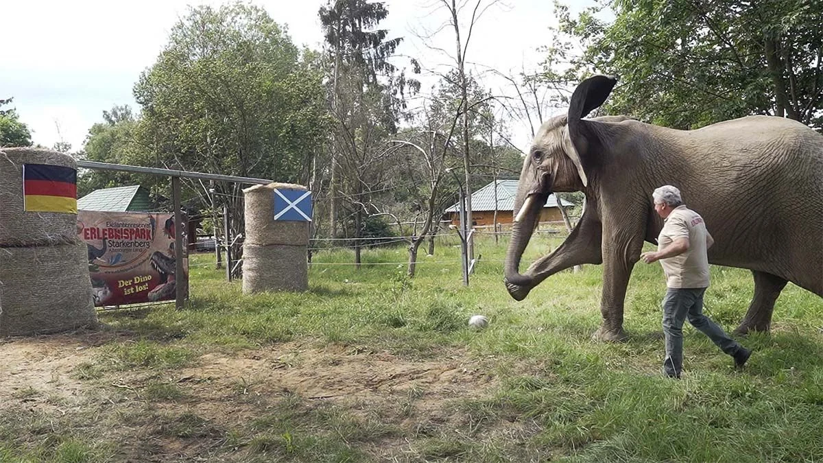 Orangutan dan Gajah Ramal Pemenang Jerman vs Ekuador