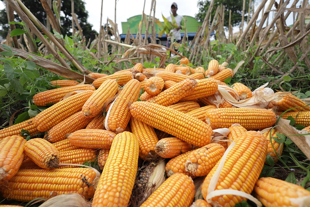 Pemerintah Fasilitasi Subsidi Harga Jagung Pakan untuk Petani dan Peternak Unggas di 26 Provinsi