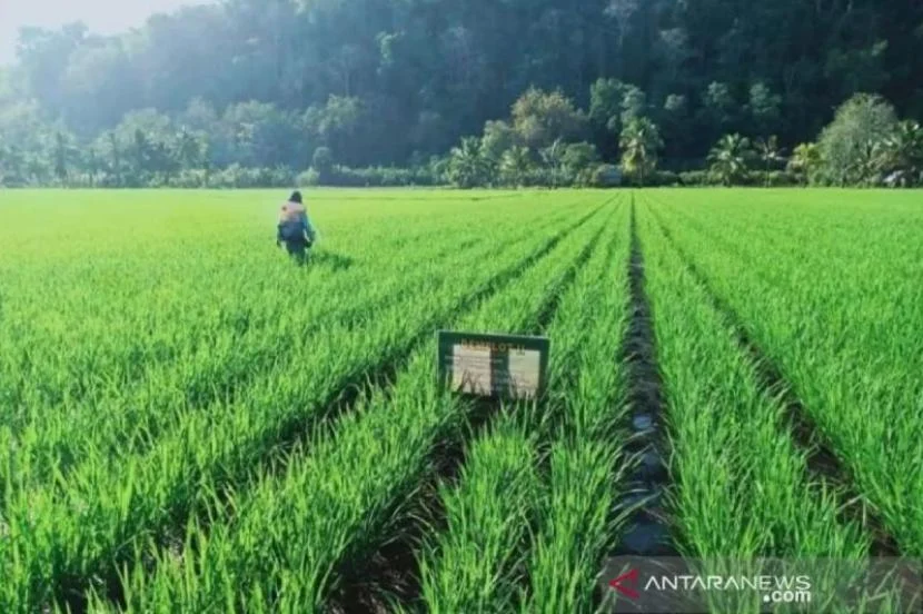 Pemprov Sulut Tingkatkan Kesejahteraan Warga di Tengah Ketidakpastian Global