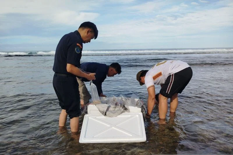 Perdagangan 4.000 Benih Bening Lobster Ilegal Dibongkar Polisi, 4 Orang Ditetapkan Tersangka