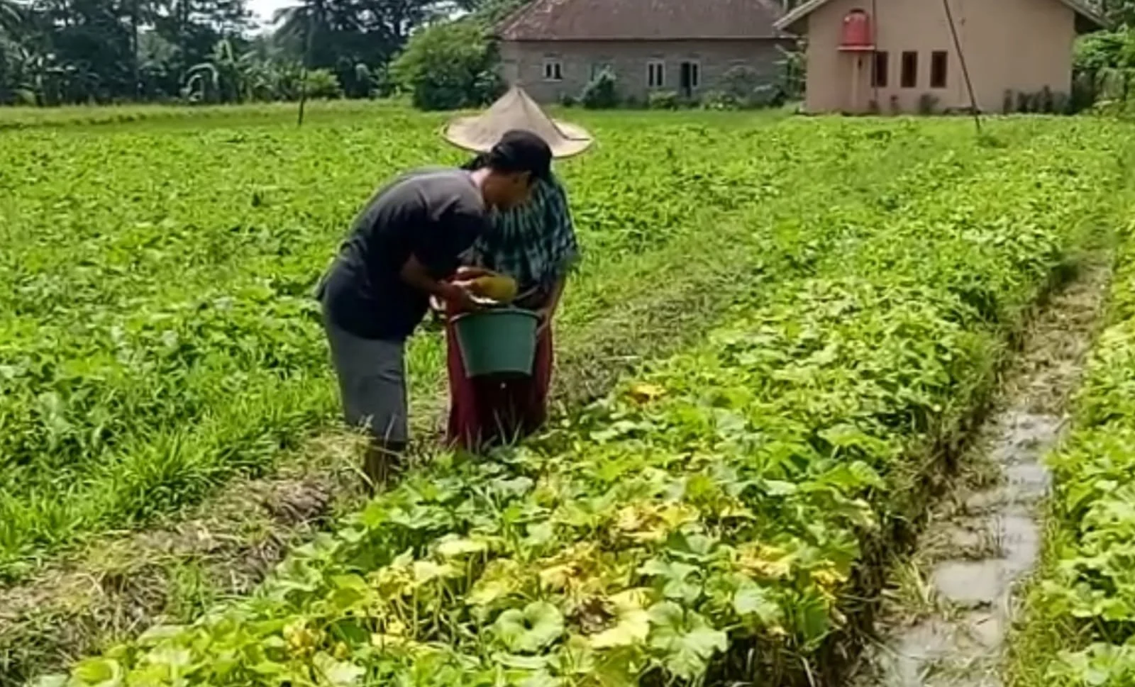 Petani Jember Bagikan Timun Gratis Saat Harga Merosot