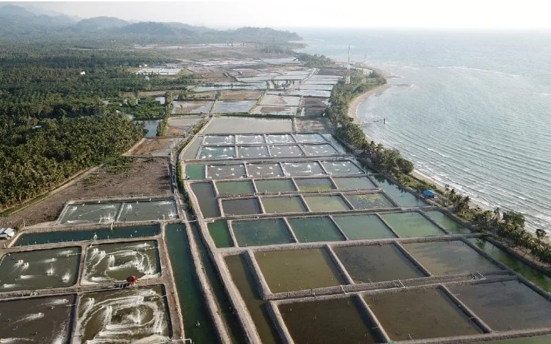 Smart Farming Ubah Wajah Tambak Gresik, Petambak Rumput Laut Belajar Digitalisasi dan Kelola Keuangan Modern