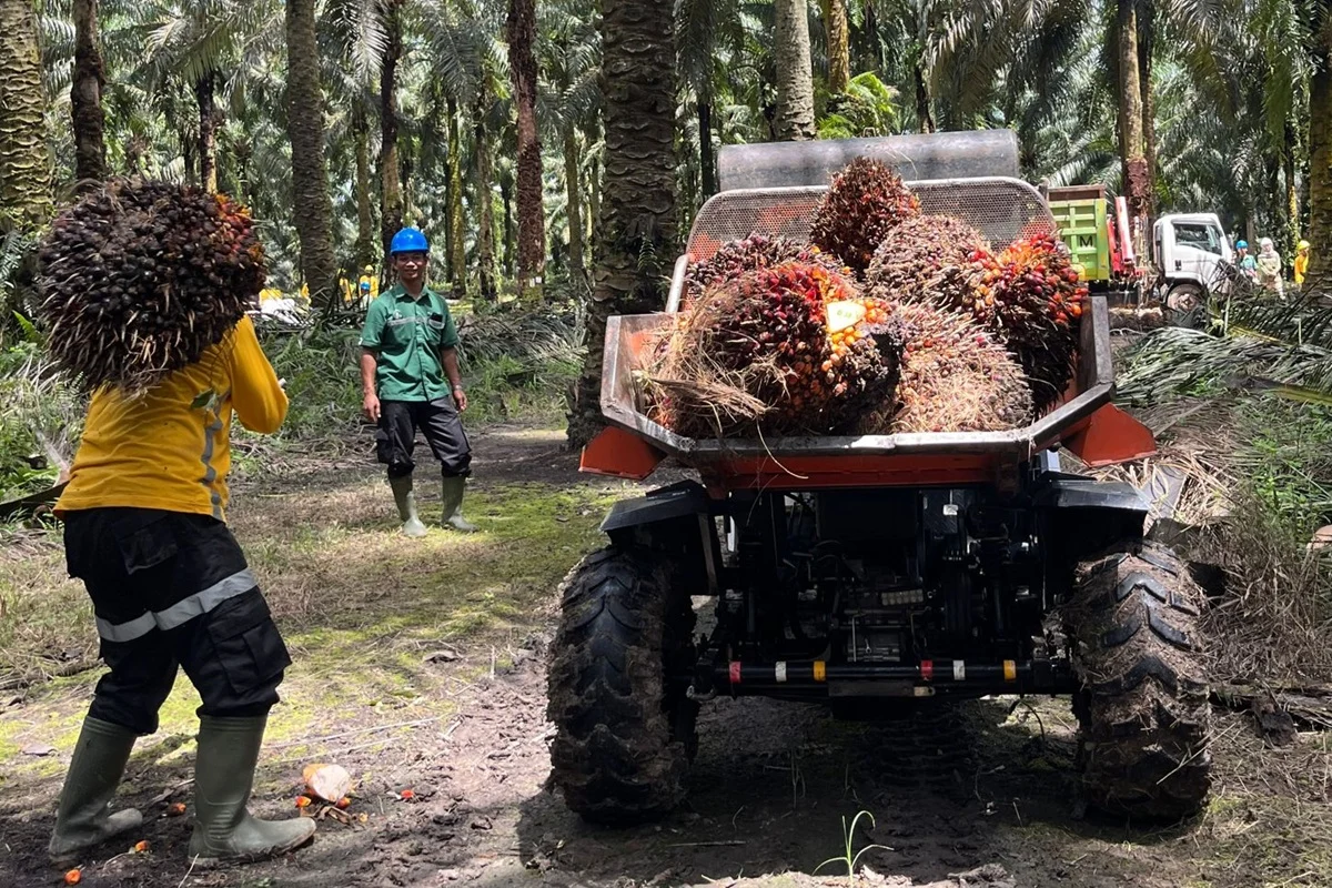 Soal Mandatori B50, Ekonom Nilai Bisa Tingkatkan Devisa Negara hingga Tekan Impor Solar