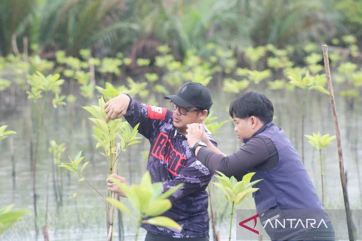 ULM Lakukan Monitoring Pertumbuhan Mangrove di Tanah Laut