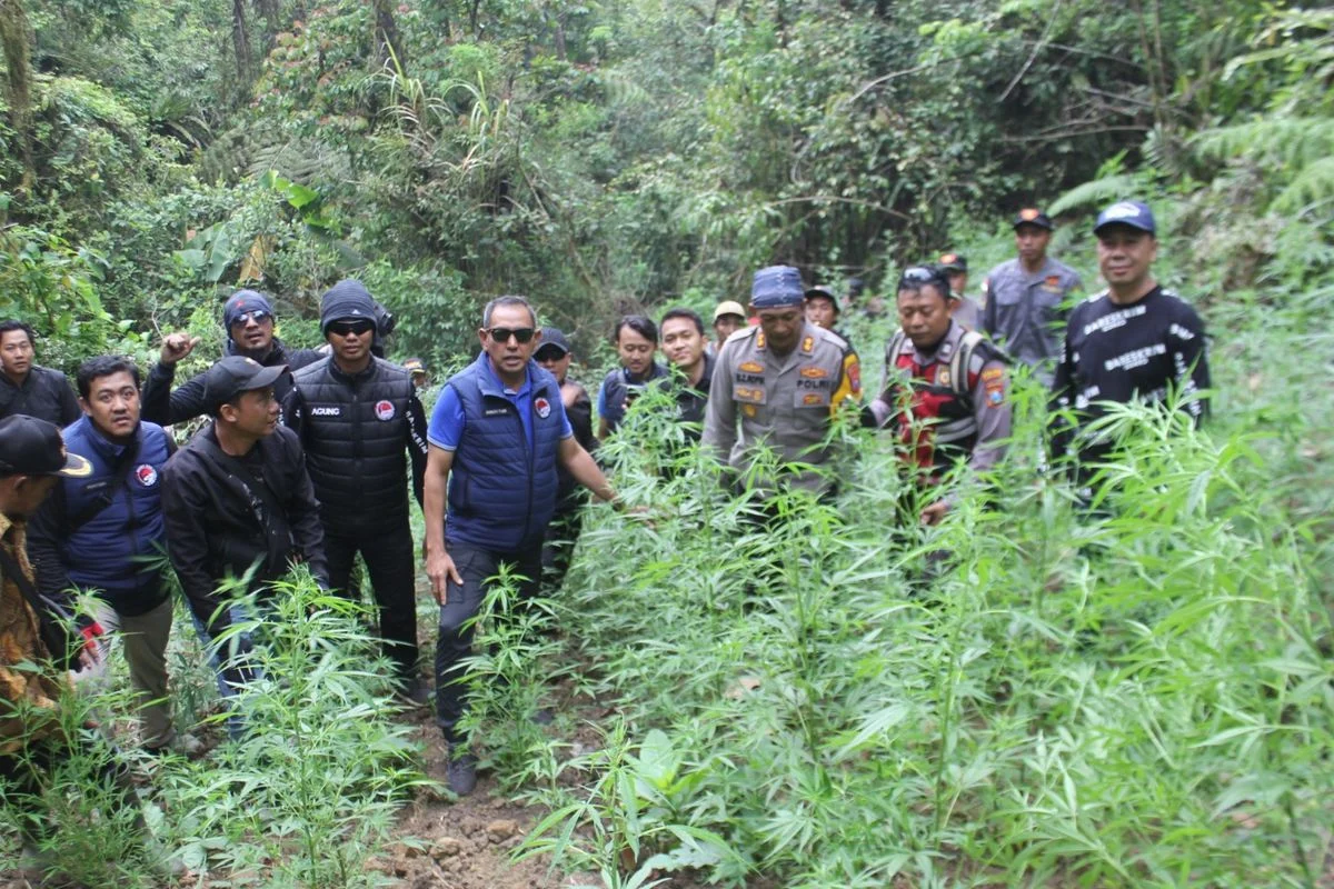 12 Orang Ditangkap dalam Kasus Penyelundupan 3,37 Ton Ganja di Gresik