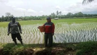 Andaikan Petani Jual Beras, Bukan Gabah