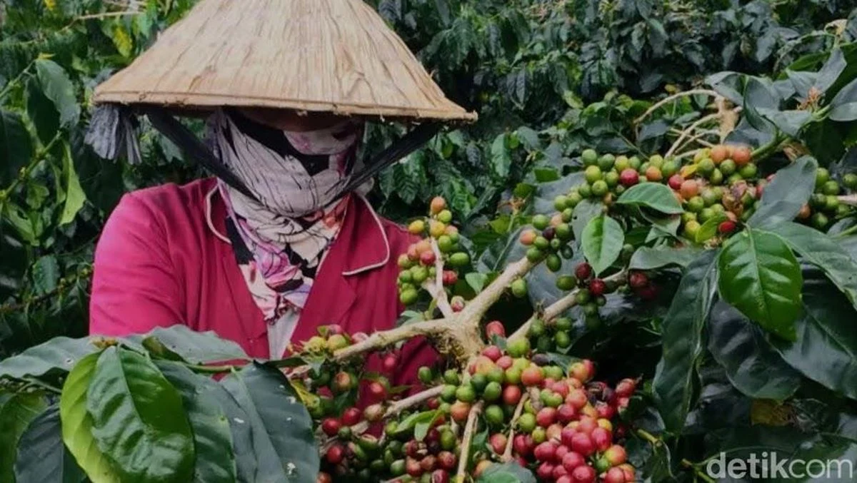 Atasi Penurunan Produksi, Bondowoso Remajakan 1.700 Hektare Kebun Kopi
