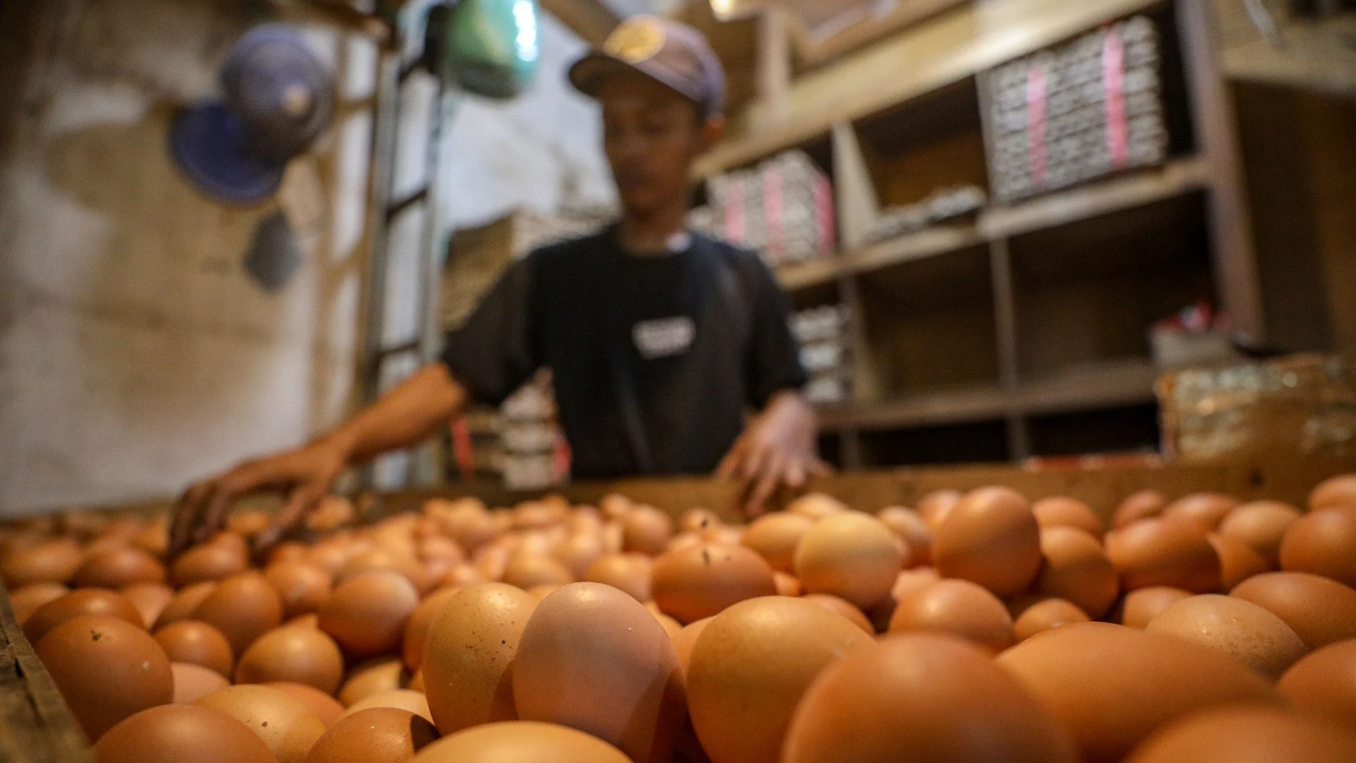 Bapanas Klaim Harga Peternak Telur dan Ayam Bertumbuh Seiring MBG Jalan