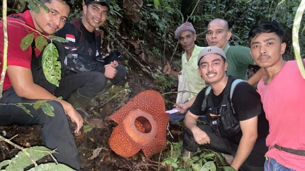 BKSDA Sumbar Temukan Lokasi ke-19 Sebaran Bunga Rafflesia di Agam