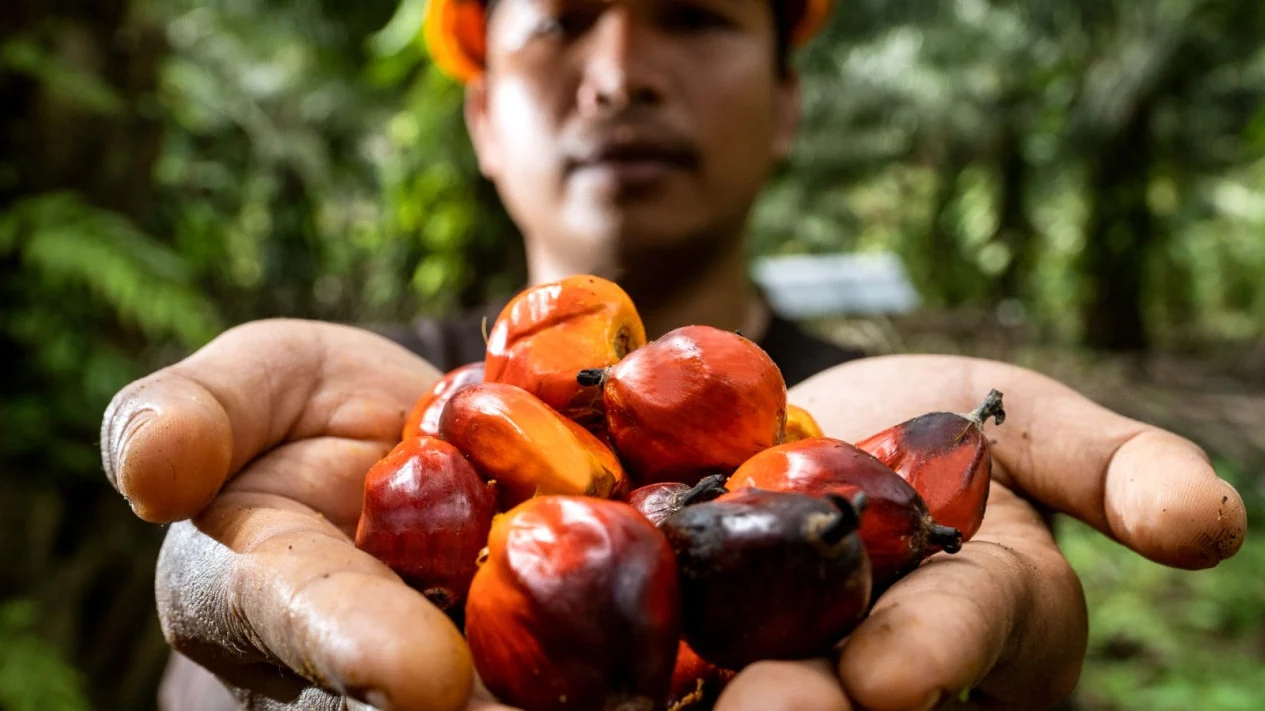 BPDP Dorong Percepatan Hilirisasi Riset Sawit, Lebih dari 100 Inovasi Siap Masuk Industri