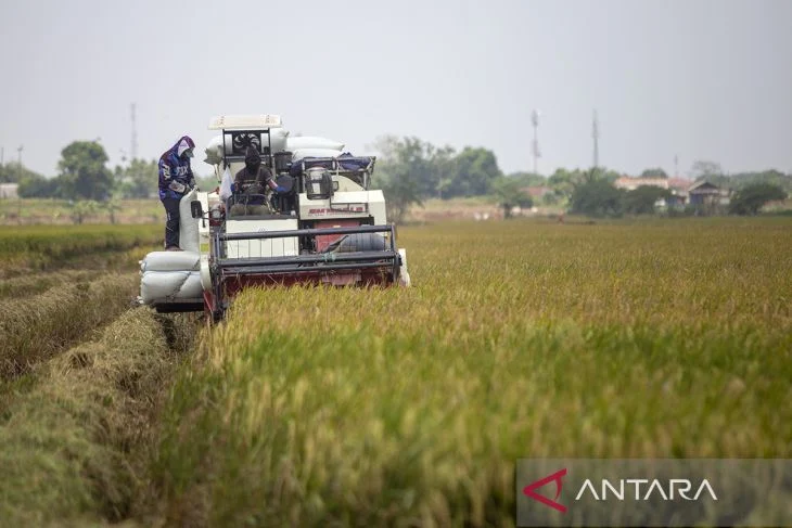 BPS Proyeksikan Produksi Beras Nasional Naik menjadi 25,28 Juta Ton pada Agustus 2026