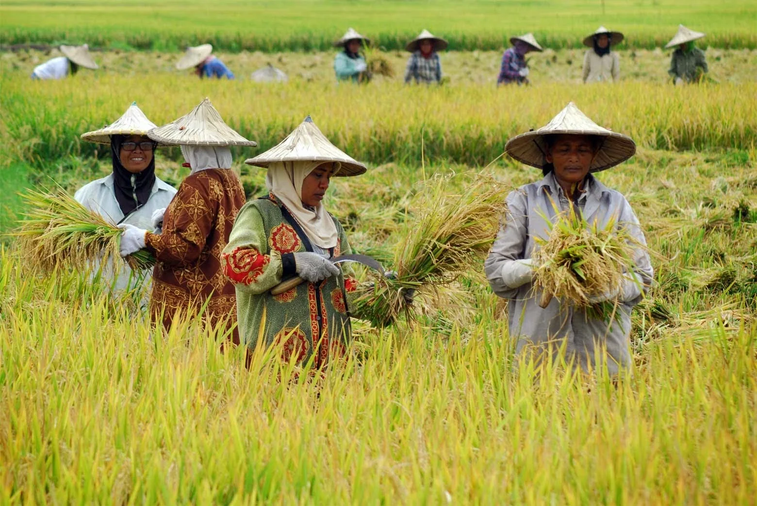 Daya Tahan Ekonomi Sektor Perkebunan Sangat Kuat, Kementan Janjikan Pemberdayaan Petani