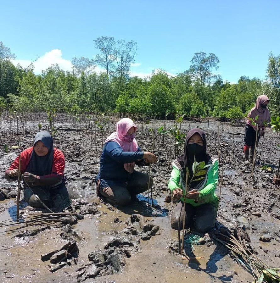 DKP Kalsel Tanam 17 Ribu Mangrove dengan Metode Hybrid Engineering