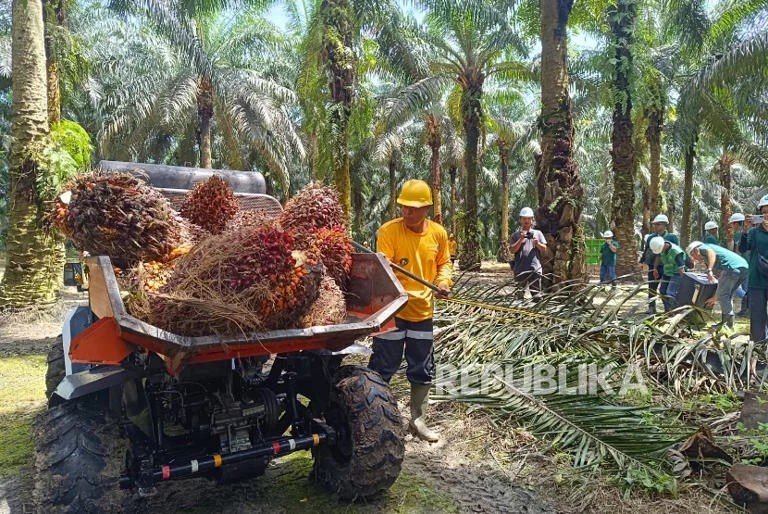 Ekspor Sawit di Pangkalan Bun, Kalteng, Sumbang Rp1,7 Triliun untuk Pendapatan Daerah