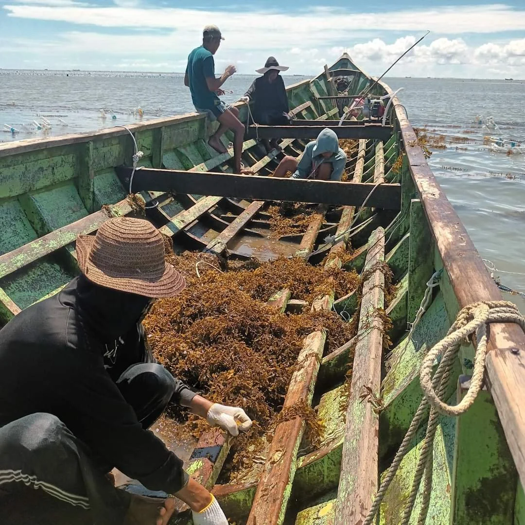 FIKP Unhas Lakukan Edukasi Pengayaan Bibit Rumput Laut kepada Nelayan Bulukumba