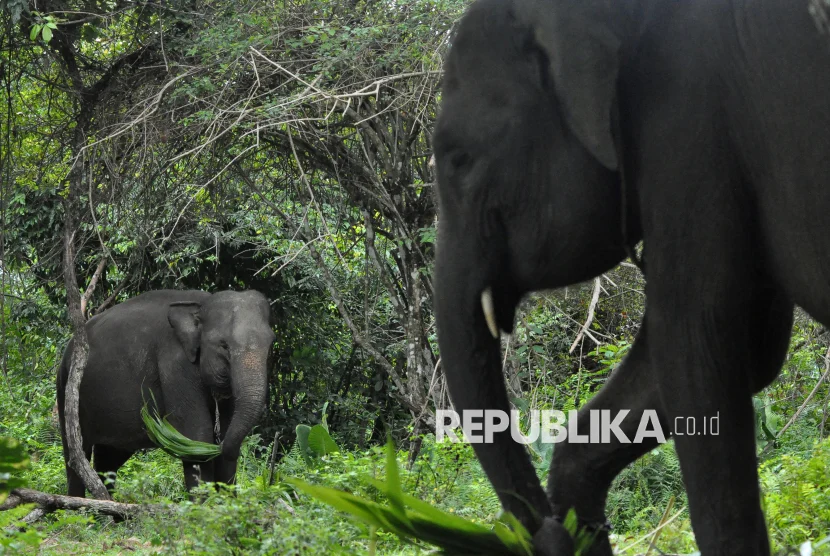 IUCN Apresiasi Kebijakan Menhut Perkuat Konservasi Gajah Indonesia