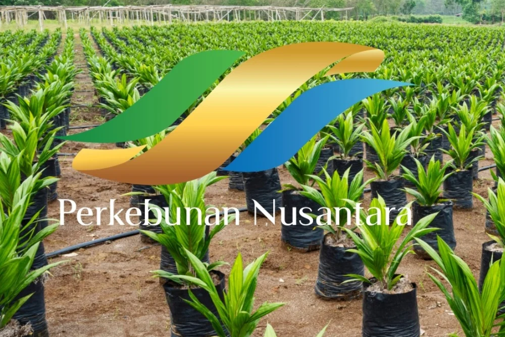 Laba PTPN Melonjak 81 Persen, Transformasi BUMN Perkebunan Dinilai Mulai Berbuah