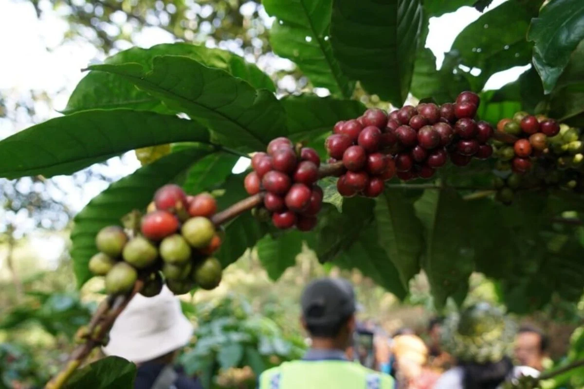Menghidupkan Kembali Kopi Gunung Gambar: Warisan VOC Belanda yang Diperbaharui oleh UGM