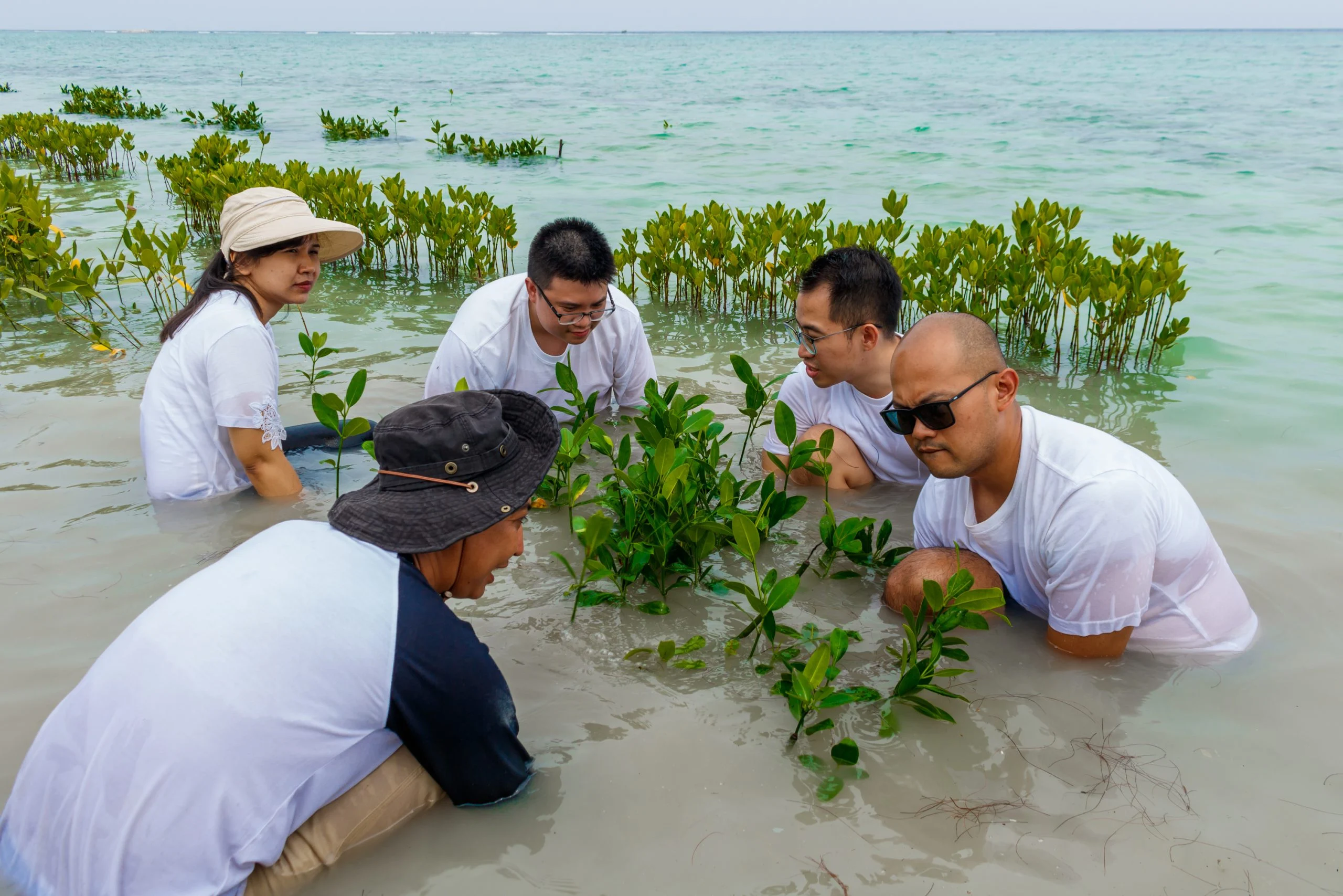 Somerset Berlian Jakarta Tanam 2.000 Bibit Mangrove di Pulau Tidung Kecil untuk Memperingati World Mangrove Day