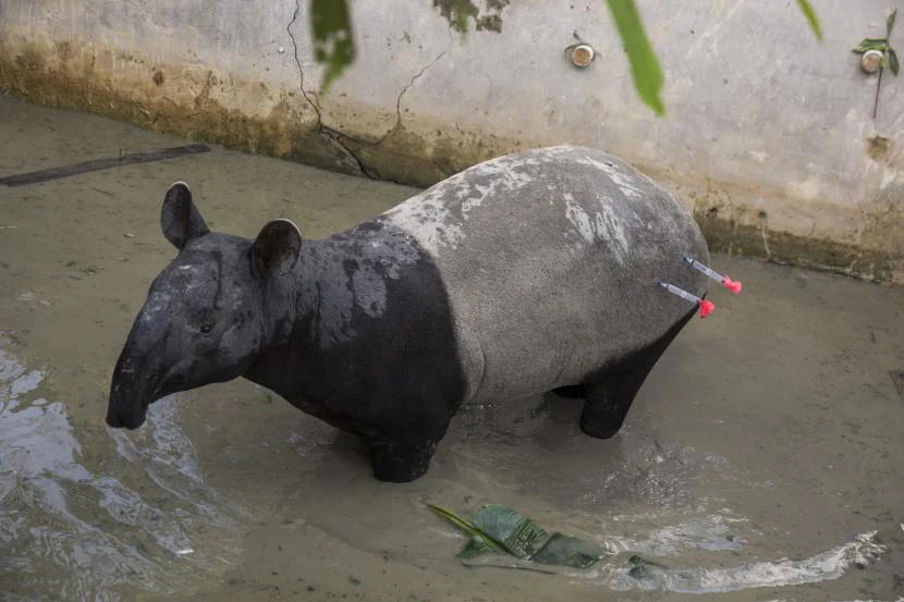 Tapir di Mesuji Mati Ditombak dan Disembelih Warga; BKSDA Bengkulu Imbau Jangan Ganggu Satwa Liar