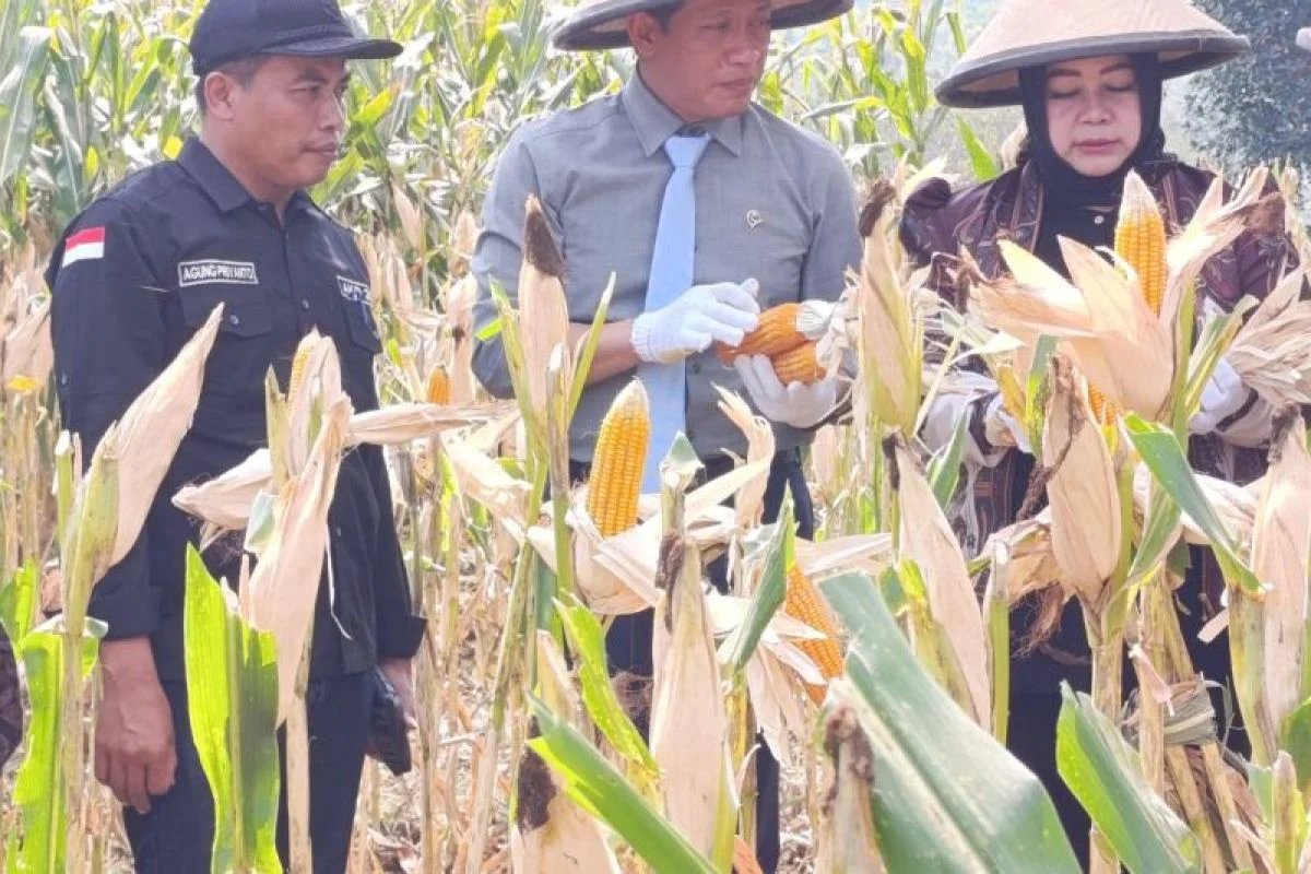 Wamenko Pangan Dorong Ponorogo Perkuat Swasembada Jagung