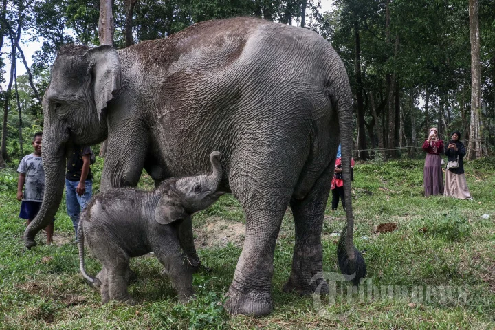 Anak Gajah Sumatera Lahir Tepat 17 Agustus, Jadi Kado Kemerdekaan