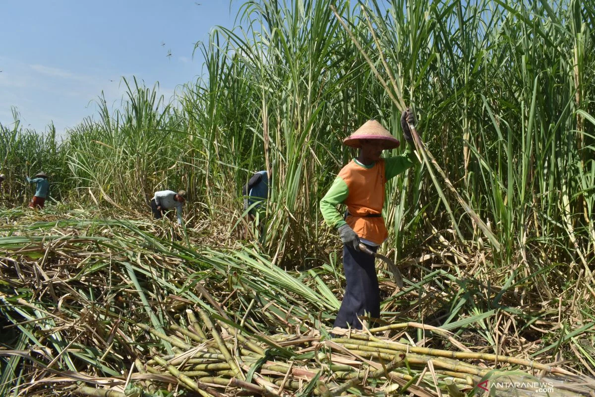 Aturan Ketat Kebun Tebu, Petani Gula Kini Bisa Bernapas Lega!