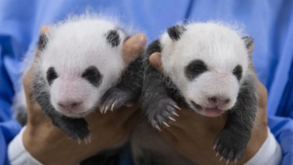 Bayi Panda Betina Lahir di Everland, Putri Ai Bao dan Le Bao Diperkenalkan ke Publik