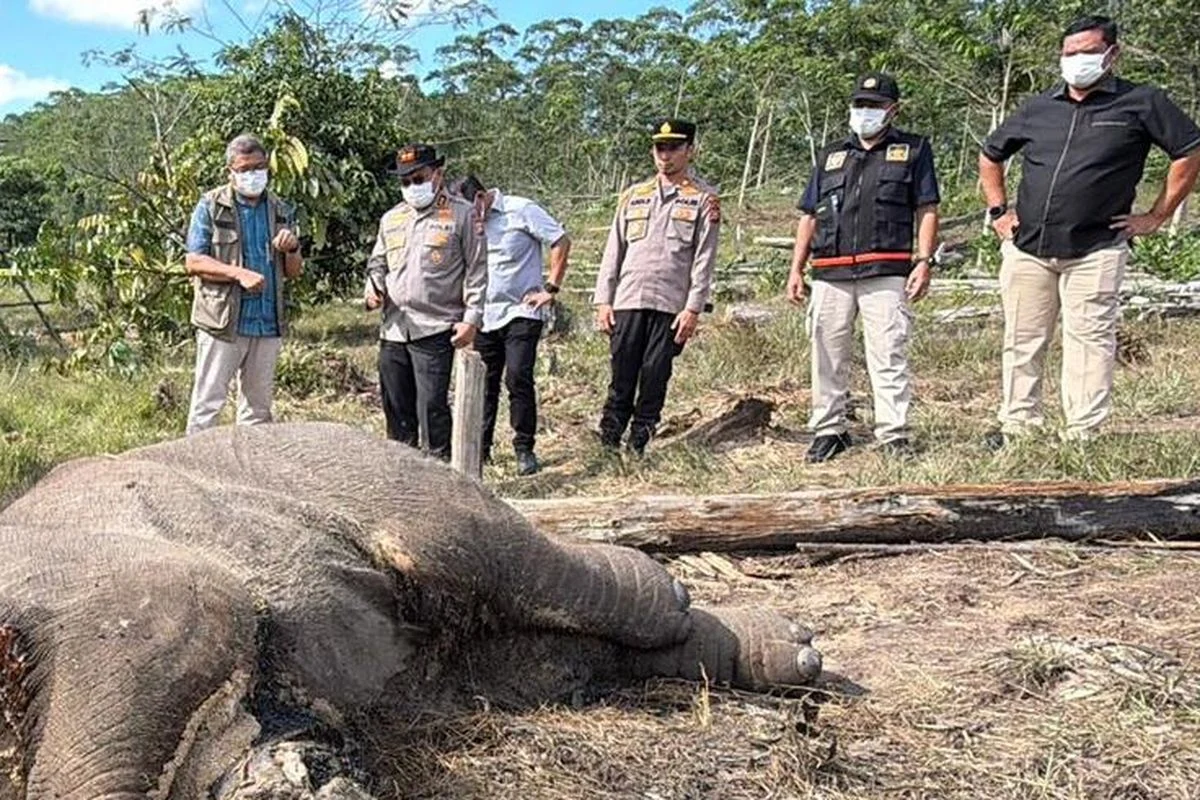 BBKSDA Riau Evaluasi Penanganan Gajah Binaan Usai Kematian Jovi