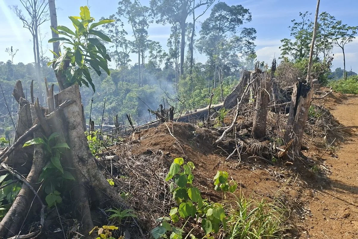 BMKG Deteksi 1.923 Titik Panas di Papua Tengah, Ancaman Kebakaran Hutan Meningkat