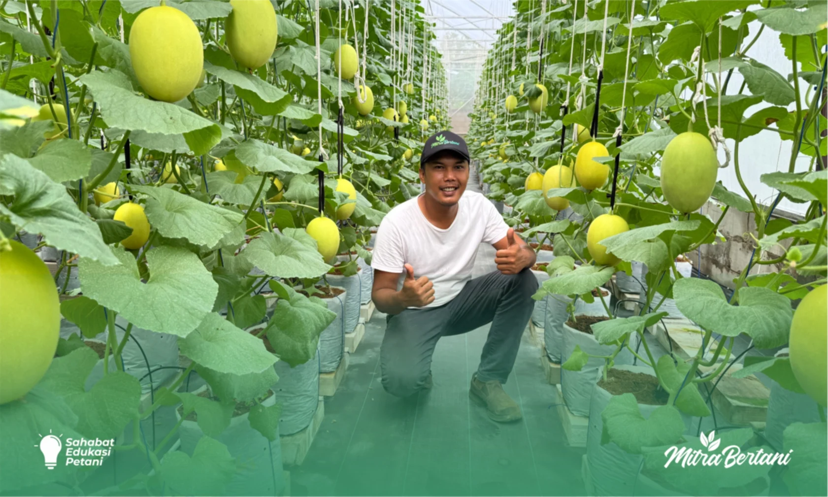 Bumkal Sumberharjo Prambanan Raih Keberhasilan Budidaya Melon Premium