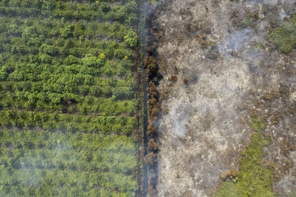 Hutan Terbakar, Perlu Reboisasi atau Penghijauan? Ini Bedanya