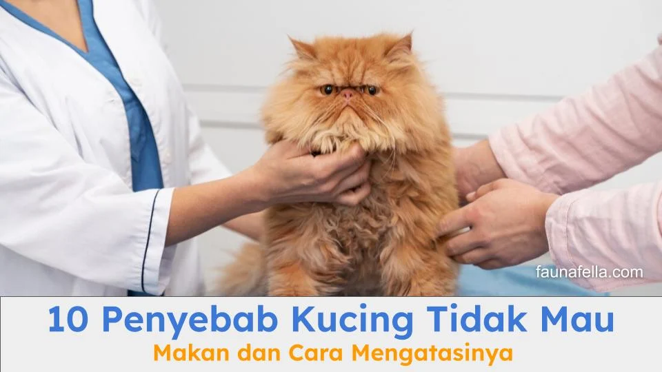 Inilah 10 Penyebab Kucing Tidak Mau Makan dan Cara Mengatasinya