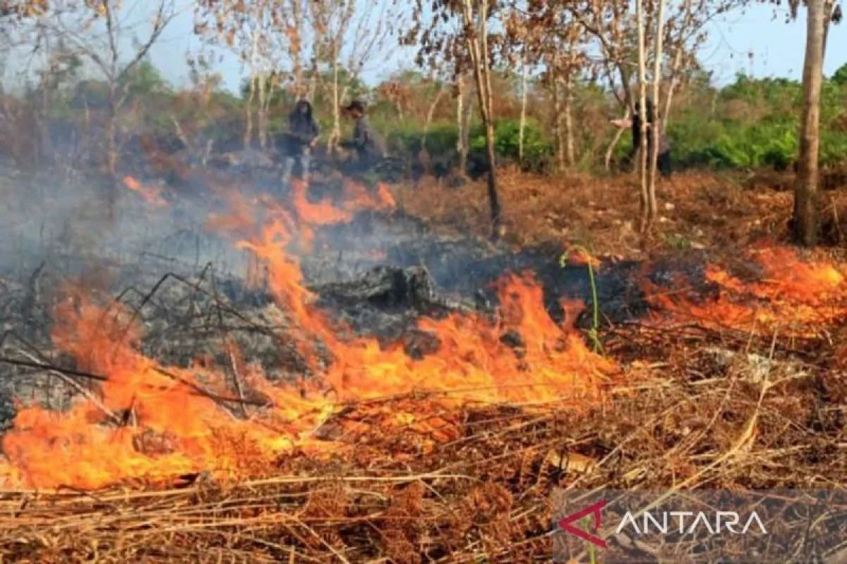 Karhutla Meluas, Papua Tengah Waspadai Dugaan Pembakaran Terencana