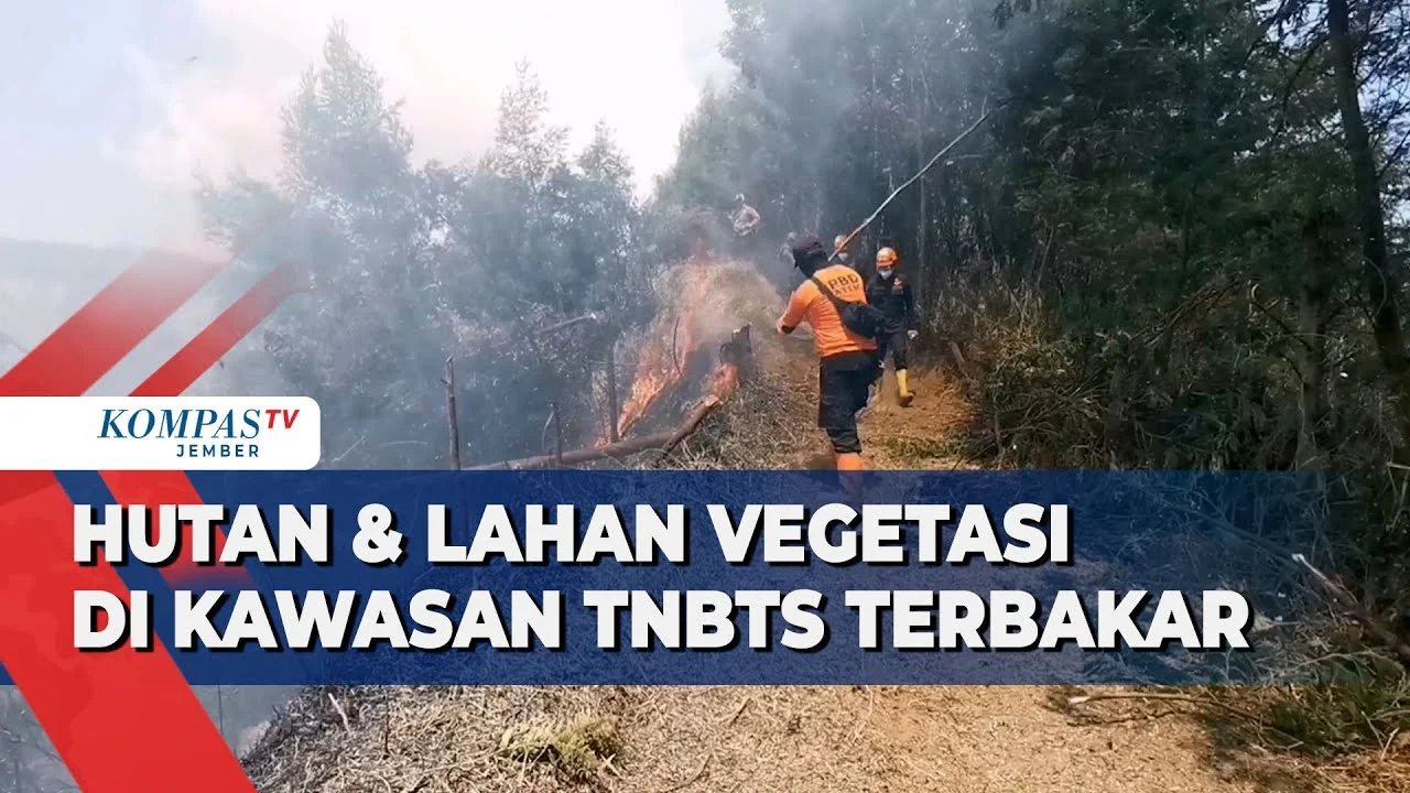 Kebakaran Hutan di TNBTS Menghanguskan 520 Hektare, Upaya Penanggulangan Ditingkatkan