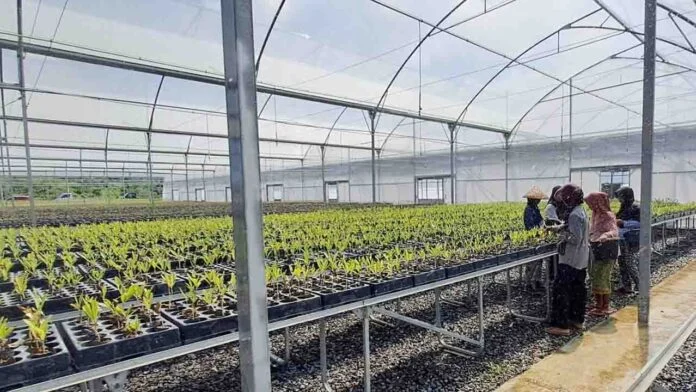 Kemenhut Produksi 6 Juta Bibit dari 59 Persemaian Setahun