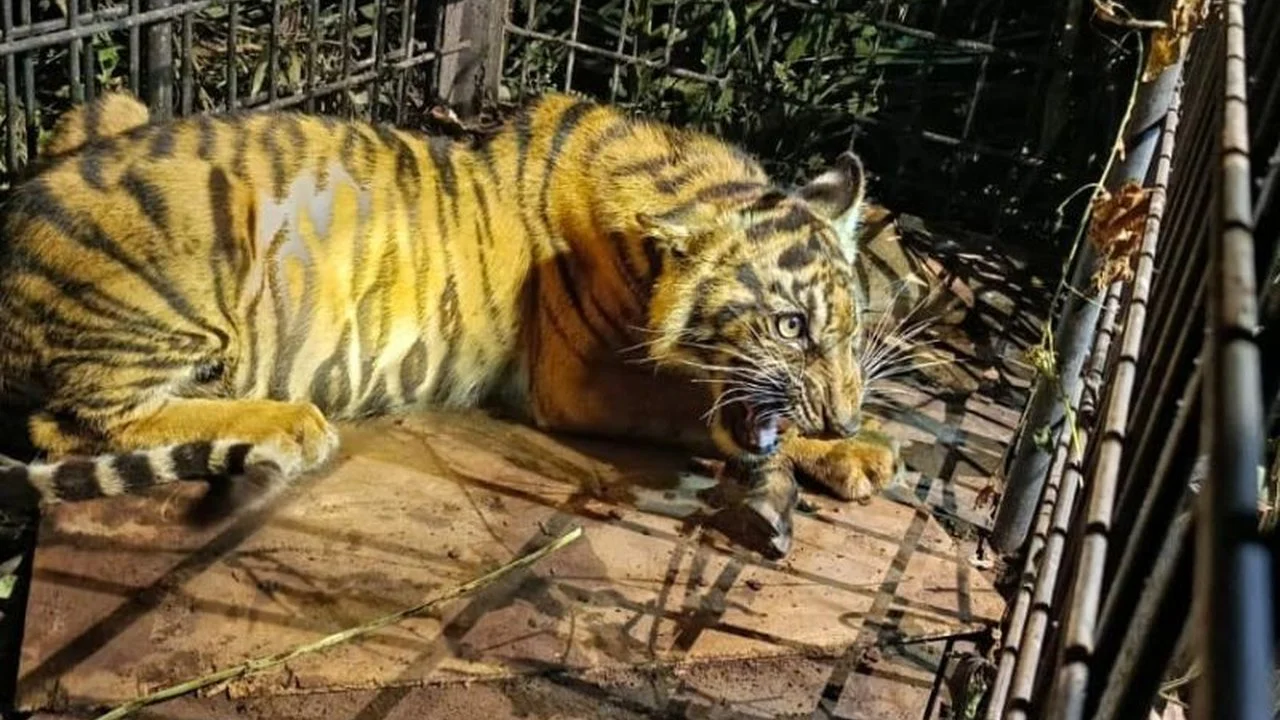 Kemenhut Sikat Pembalak Liar di Habitat Harimau Sumatera, 3 Pelaku Ditahan
