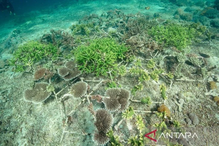 Komitmen Jaga Laut, PIS Tanam 100 Fragmen Terumbu Karang di Bali Barat