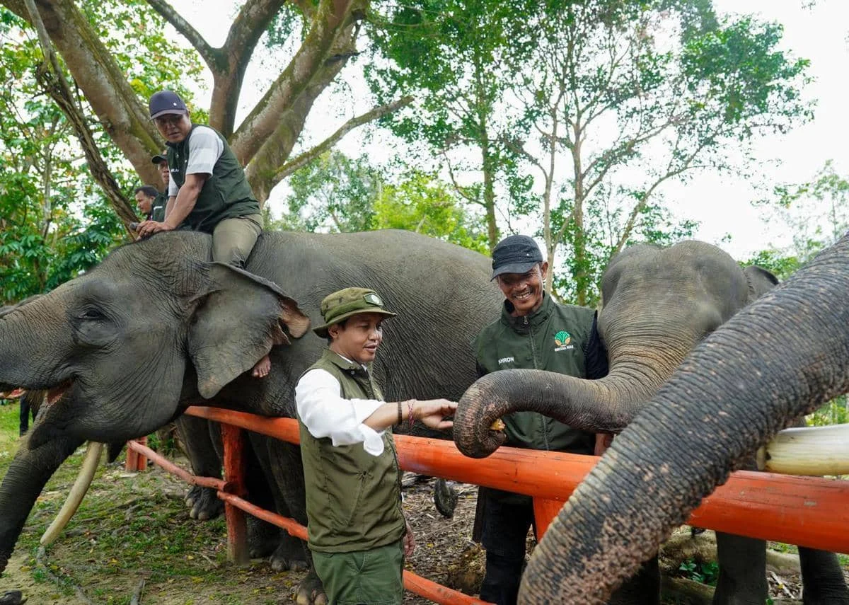 Lindungi Populasi dan Habitat Gajah, Menhut Raja Juli Antoni Perkuat Strategi Konservasi
