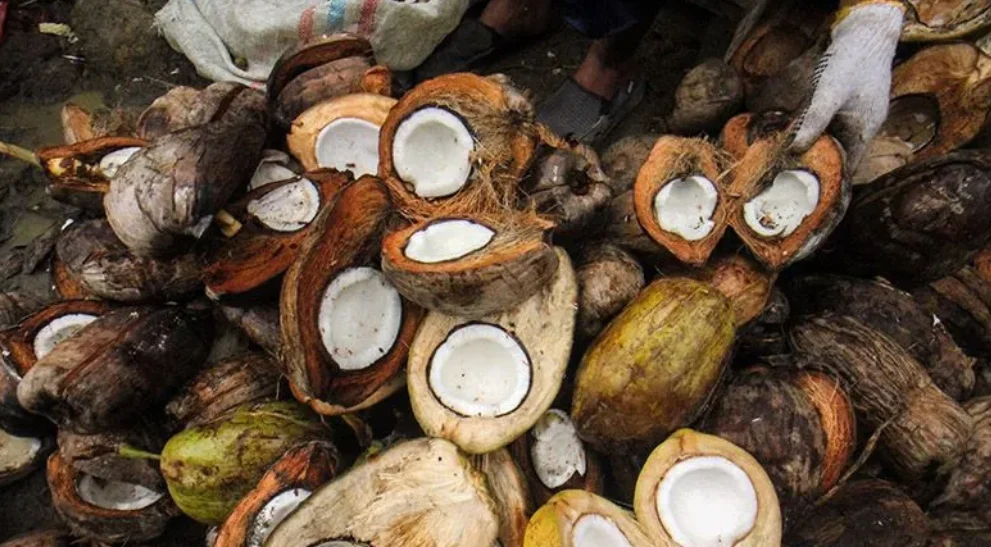 Potensi Komoditas Kelapa di Berau Menjanjikan Iklim Investasi