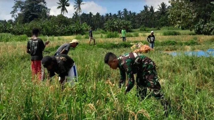 Prajurit TNI Dikerahkan Bantu Petani, Mentan Amran: Mereka Tak Diberi Honor